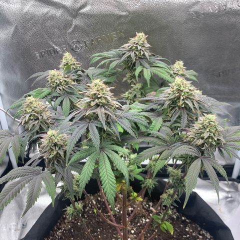 Gelato 45 growlog timeline photo