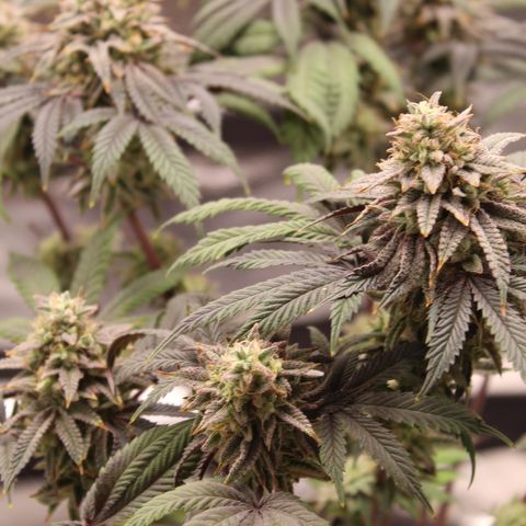 Gelato 45 growlog timeline photo