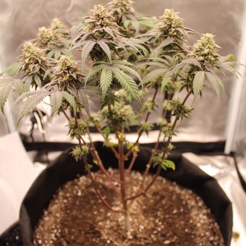 Gelato 45 growlog timeline photo