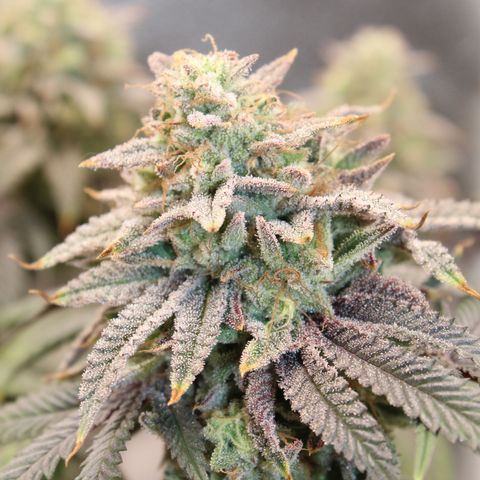 Gelato 45 growlog timeline photo