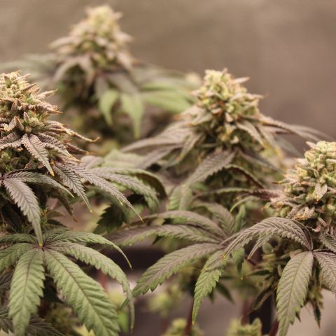 Gelato 45 growlog timeline photo