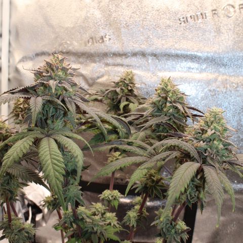 Gelato 45 growlog timeline photo