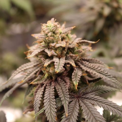 Gelato 45 growlog timeline photo