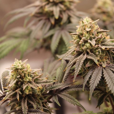 Gelato 45 growlog timeline photo