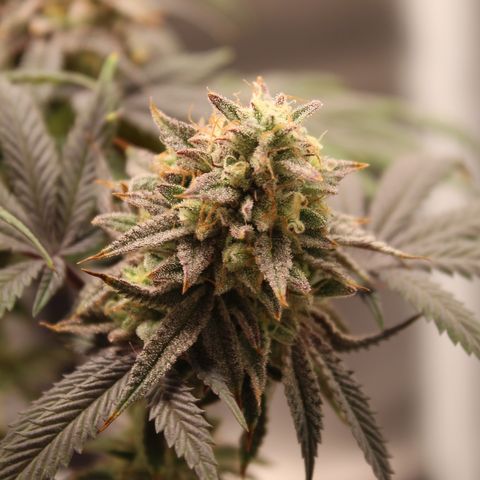 Gelato 45 growlog timeline photo