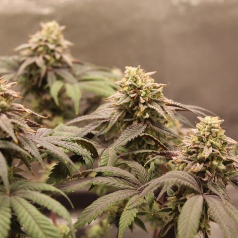 Gelato 45 growlog timeline photo