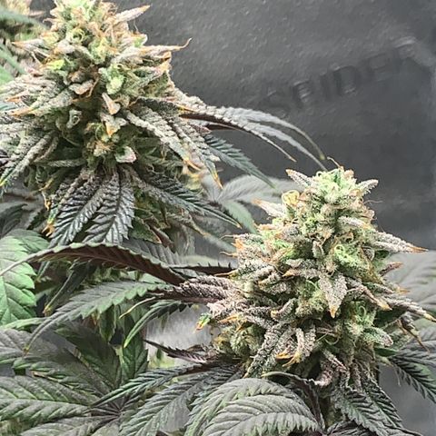 Gelato 45 growlog timeline photo