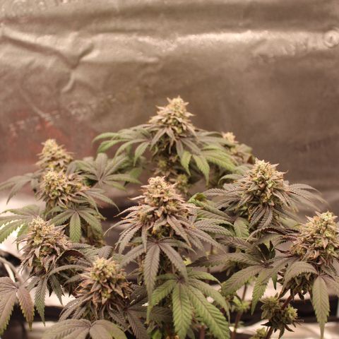 Gelato 45 growlog timeline photo