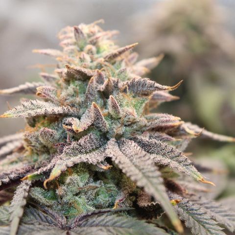 Gelato 45 growlog timeline photo