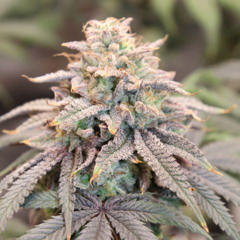 Gelato 45 growlog timeline photo