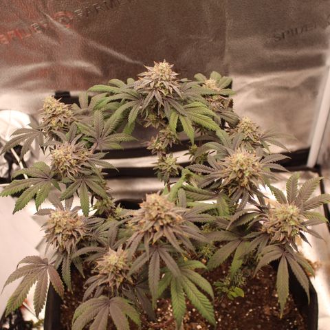 Gelato 45 growlog timeline photo