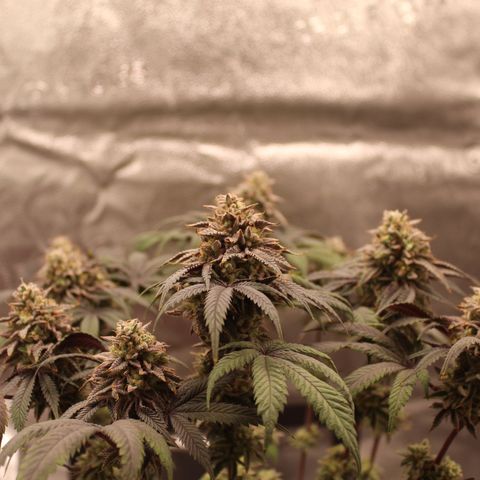 Gelato 45 growlog timeline photo