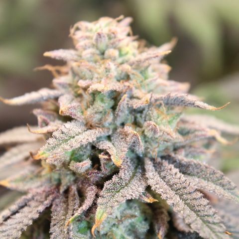 Gelato 45 growlog timeline photo