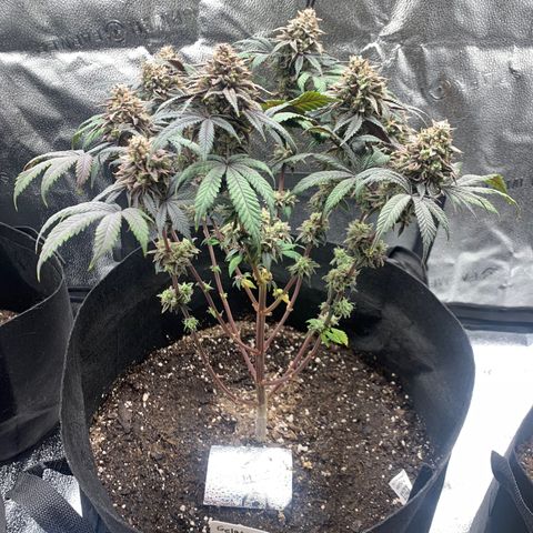 Gelato 45 growlog timeline photo