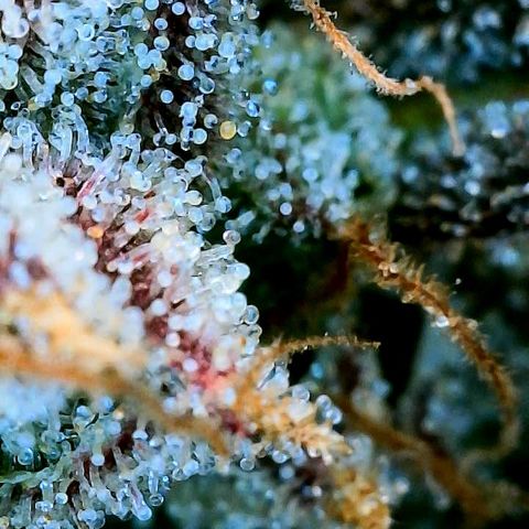 Gelato 45 growlog timeline photo