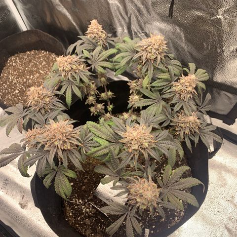 Gelato 45 growlog timeline photo