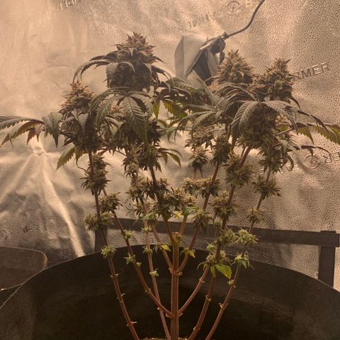 Gelato 45 growlog timeline photo