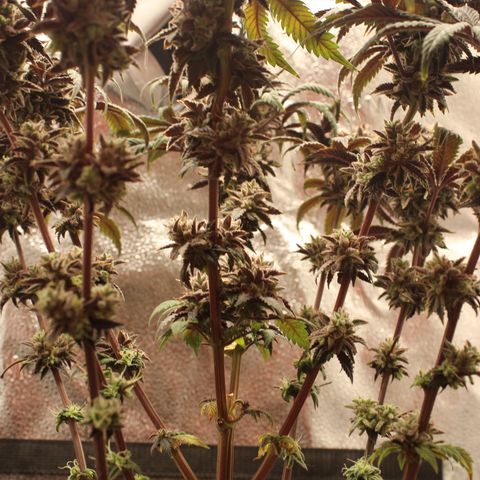Gelato 45 growlog photo: 25% amber 