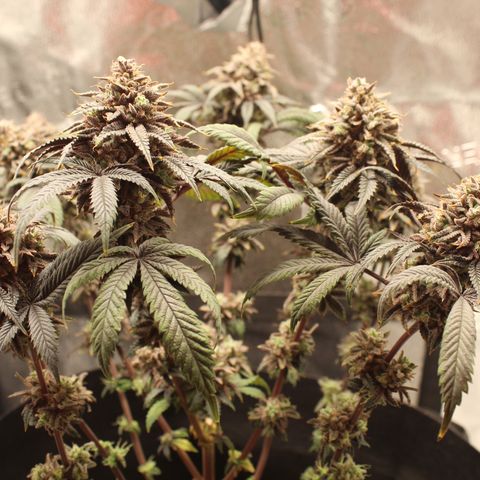 Gelato 45 growlog photo: 25% amber 