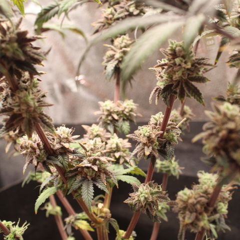 Gelato 45 growlog photo: 25% amber 