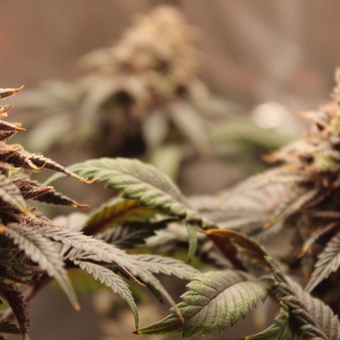 Gelato 45 growlog photo: 25% amber 