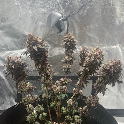 Gelato 45 growlog timeline photo