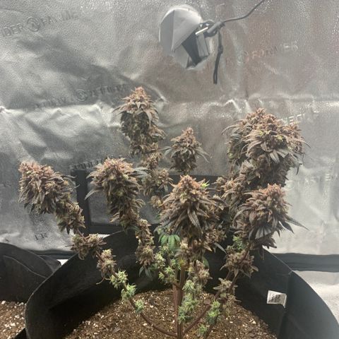Gelato 45 growlog timeline photo