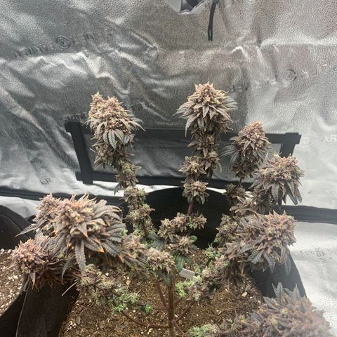 Gelato 45 growlog timeline photo