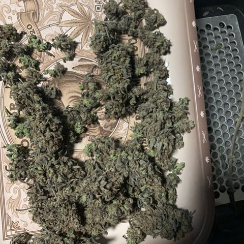 Gelato 45 growlog timeline photo