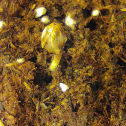 D.Maria II growlog photo: Germinação 