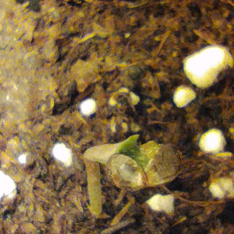 D.Maria II growlog photo: Germinação 