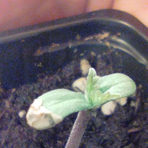 D.Maria II growlog timeline photo
