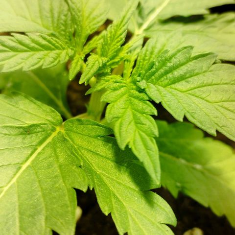 D.Maria I  growlog timeline photo