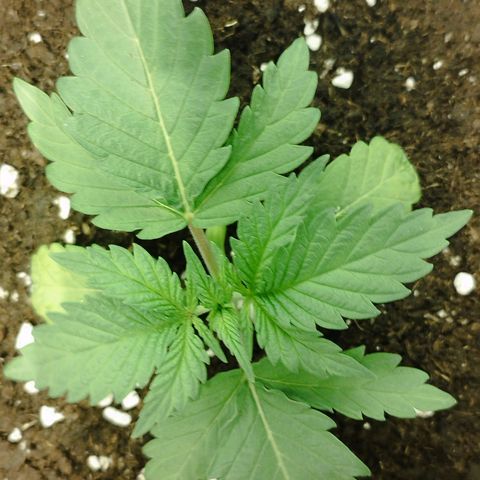 D.Maria I  growlog timeline photo