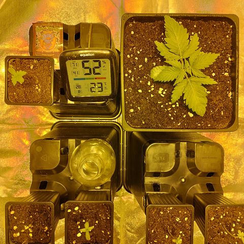 D.Maria I  growlog timeline photo