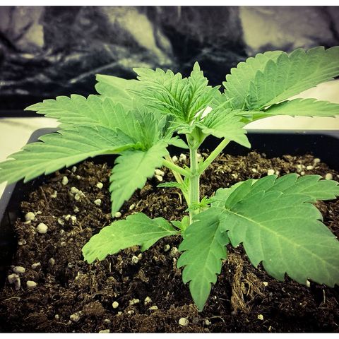 D.Maria I  growlog timeline photo