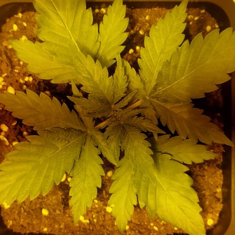 D.Maria I  growlog timeline photo
