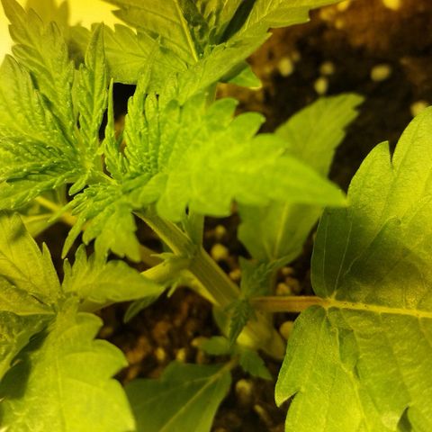 D.Maria I  growlog timeline photo