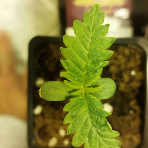 Maria Sativa growlog timeline photo