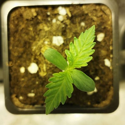 D.Maria II growlog timeline photo