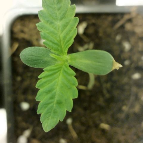 D.Maria II growlog timeline photo