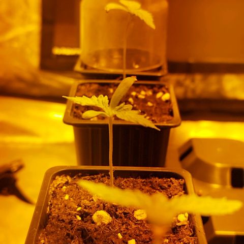 D.Maria II growlog timeline photo
