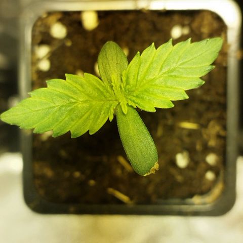 D.Maria II growlog timeline photo