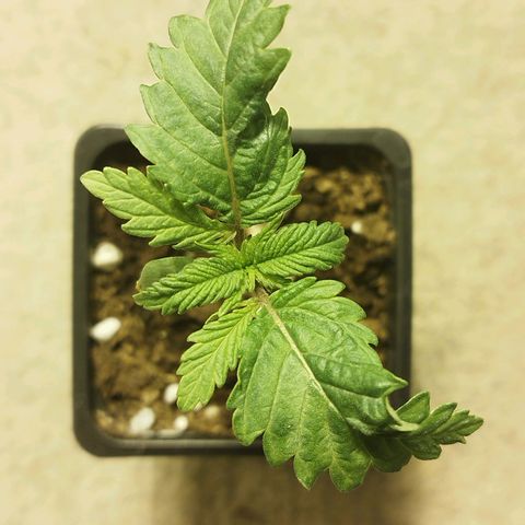 Maria Sativa growlog photo: Mutação aparentemente superada. Voltou a assumir simetria 