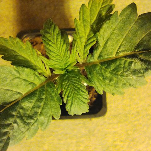 Maria Sativa growlog photo: Mutação aparentemente superada. Voltou a assumir simetria 