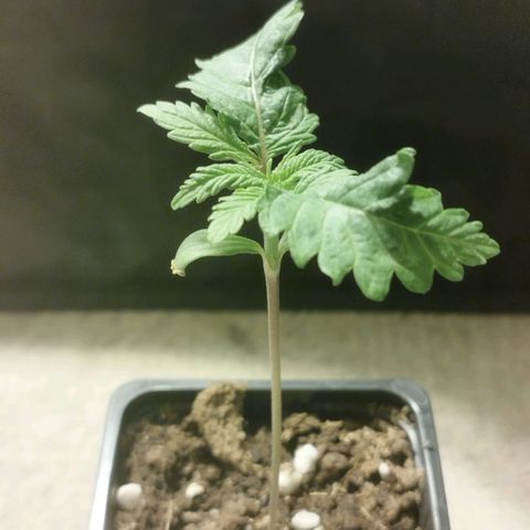 Maria Sativa growlog photo: Mutação aparentemente superada. Voltou a assumir simetria 