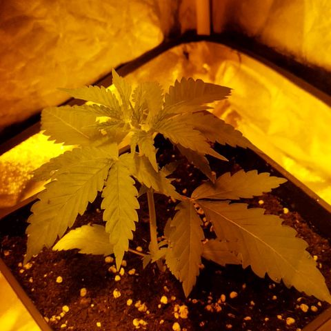 D.Maria II growlog timeline photo