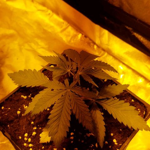 D.Maria II growlog timeline photo