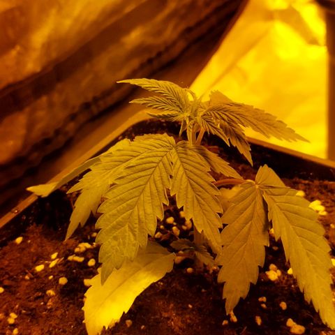 D.Maria II growlog timeline photo