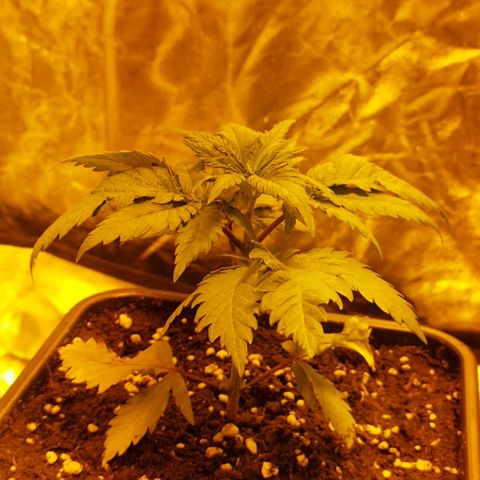 Maria Sativa growlog photo: Passagem para vaso de 7L 